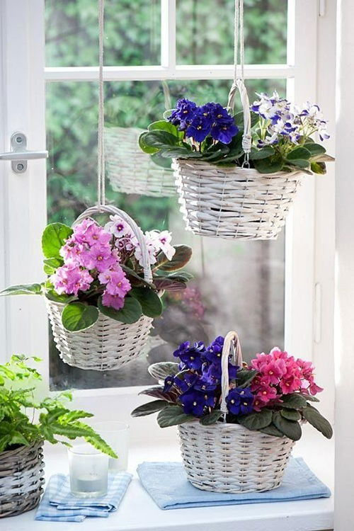 Indoor Flowering Plants for Hanging 