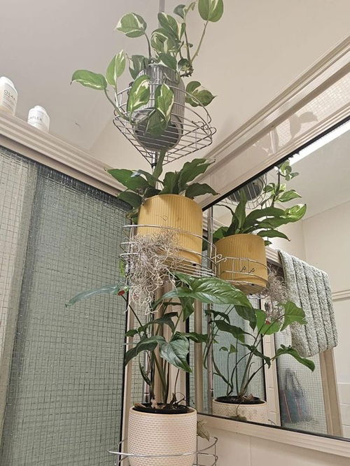 DIY Plants Shower Caddy Ideas 3