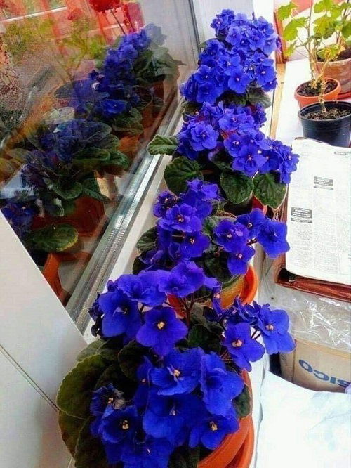 Growing Requirements of African Violets 1