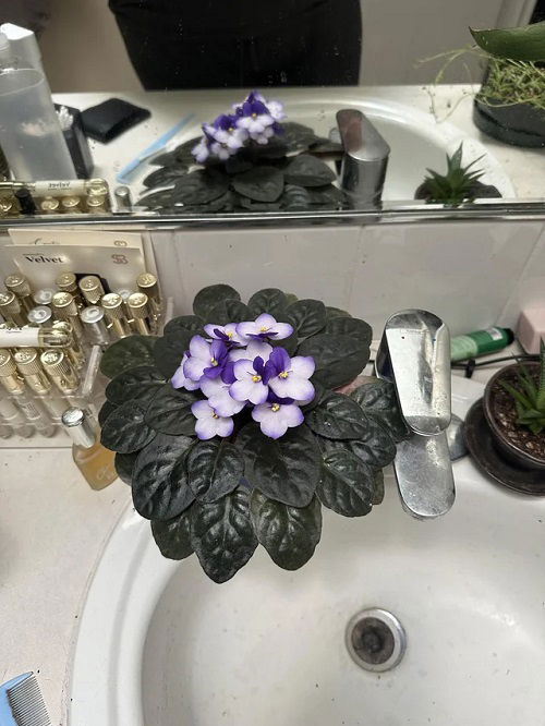 New Growing Requirements of African Violets 5