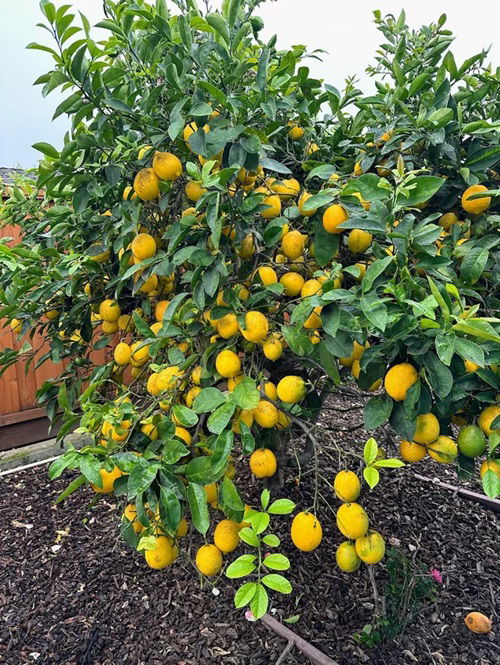 How to Apply Yogurt to Your Citrus Trees