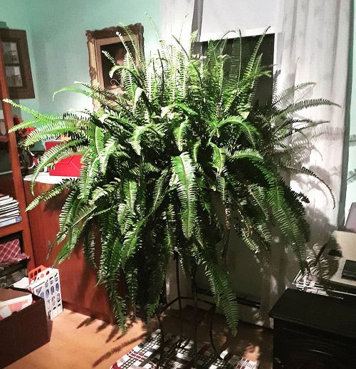 big beautiful indoor plants 5