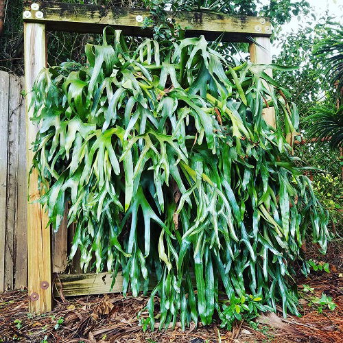 giant staghorn fern