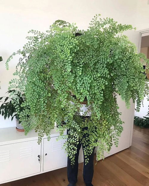 Beautiful big ferns 2