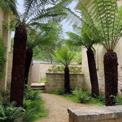 Beautiful big ferns 3