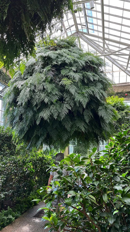 big ferns outdoor