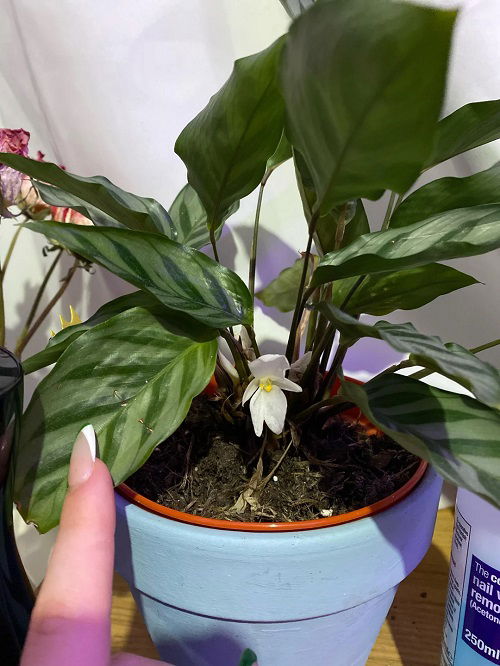 Indoor Plants That Flower But You Never Knew That Could 1