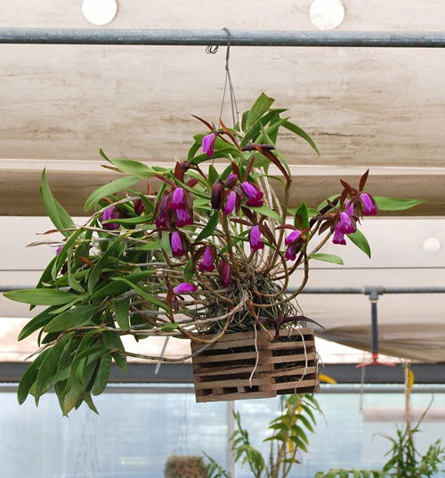 colorful Hanging Orchids indoor 2