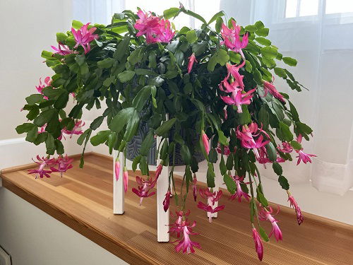 Christmas Cactus growing tips 3