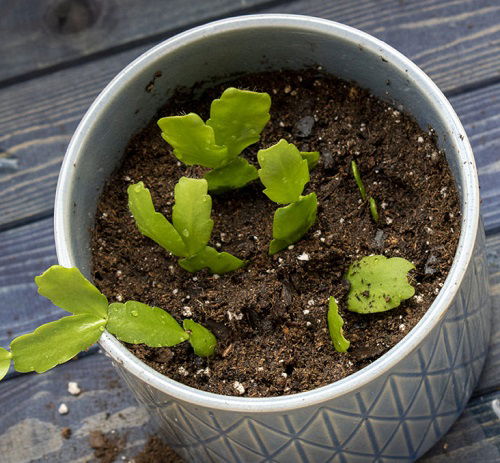 Christmas Cactus propagate