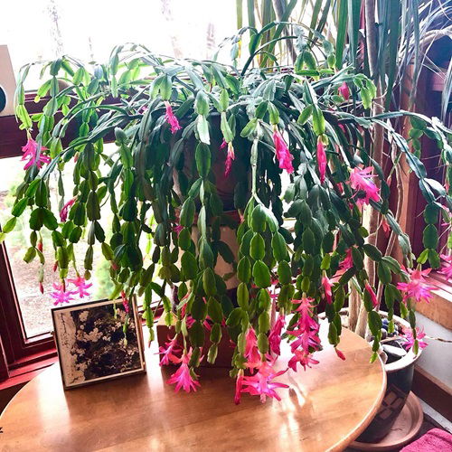 How Sugar Water Makes Christmas Cactus Blooms Faster