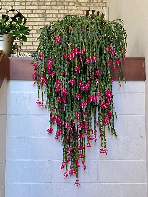 christmas cactus indoor 3