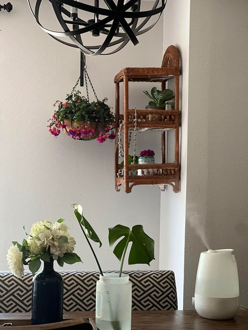 Indoor Flowering Plants for Hanging Baskets 4