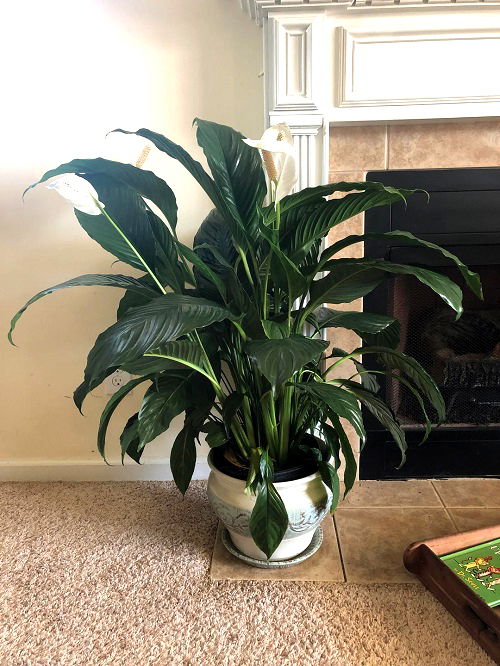 Peace Lily indoor