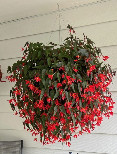 best Indoor Flowering Plants for Hanging