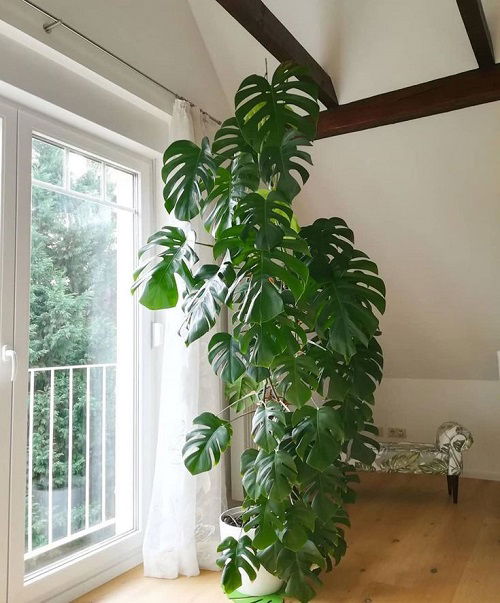 Monstera to Climb Walls Like a Pro 7