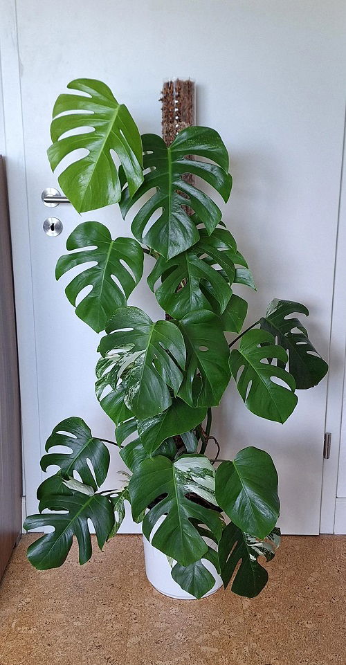 Monstera to Climb Walls Like a Pro 4