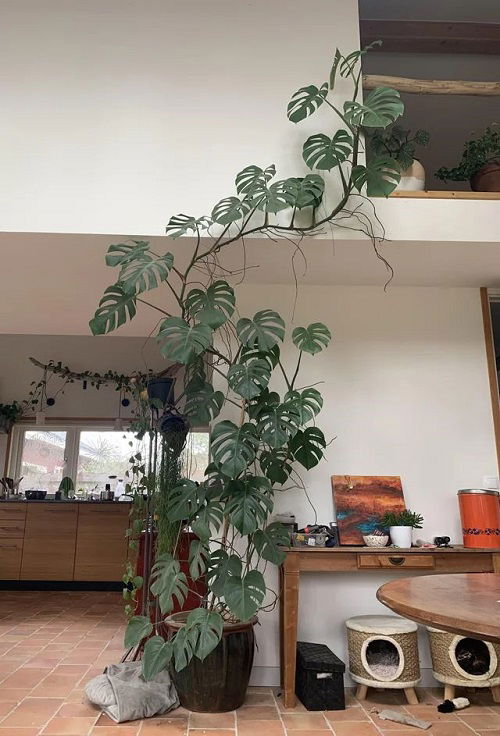 Monstera to Climb Walls Like a Pro 1