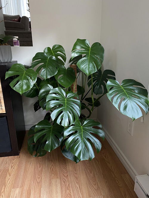 Monstera lusher 1