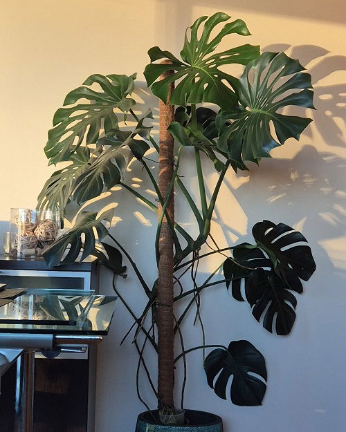 Monstera to Climb Walls Like a Pro 2