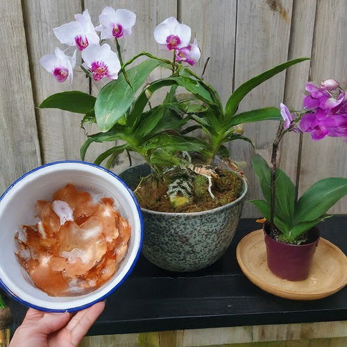 How To Use Onion For Year Round Orchid Blooms