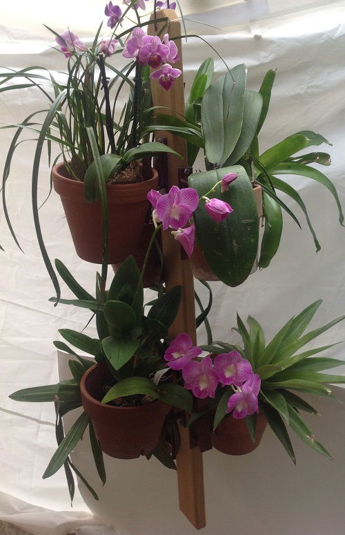 Orchid Display Ideas in home 2