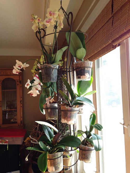 Orchid Display Ideas