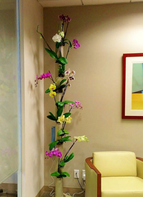 Orchid Display Ideas 4