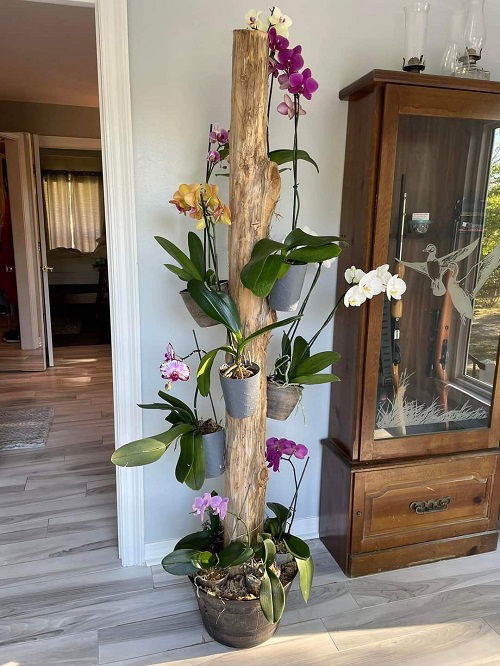 Orchid Display Ideas 5