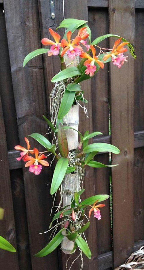 Orchid Display Ideas in home