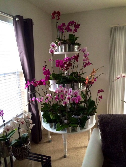 Stunning Orchid Tower in garden 2