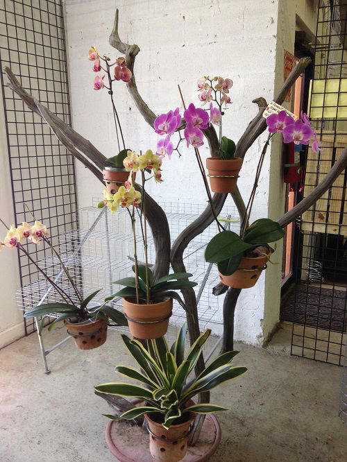 Stunning Orchid Tower in garden 4