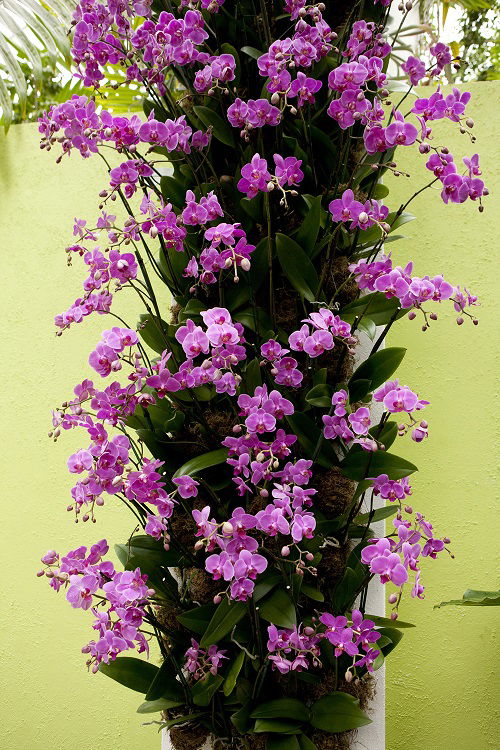 Orchid Tower Ideas 3