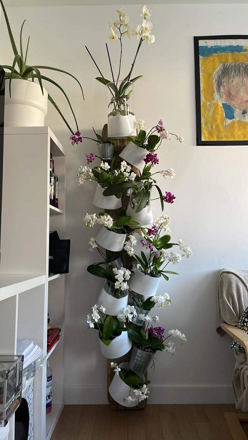 top Orchid shelf ideas 1