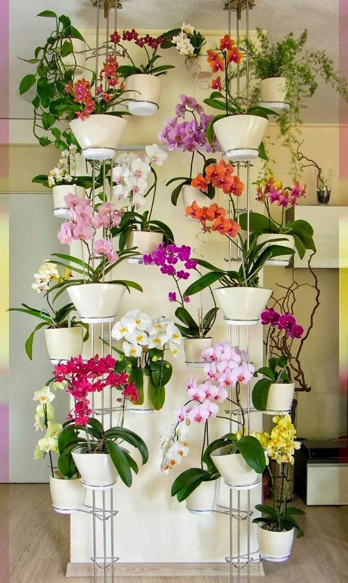 top Orchid shelf ideas 2