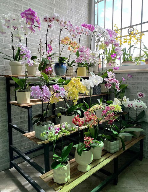 top Orchid shelf ideas 3