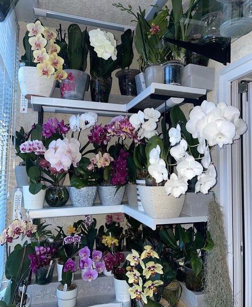 trending Orchid shelf ideas 1