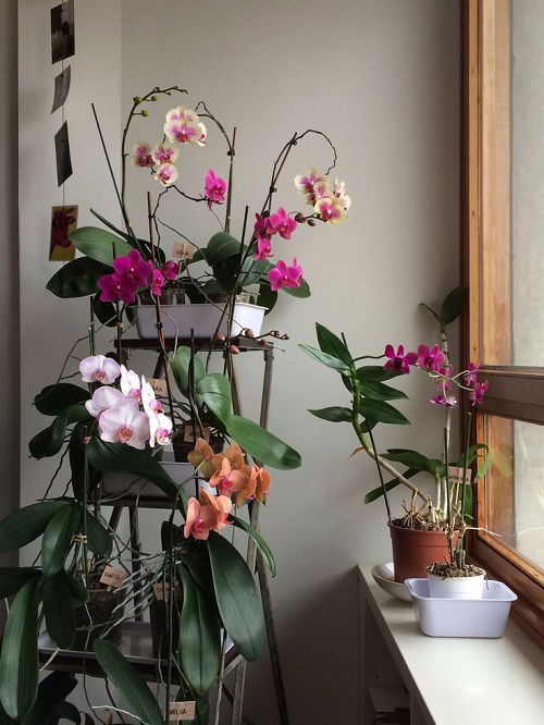 trending Orchid shelf ideas 2