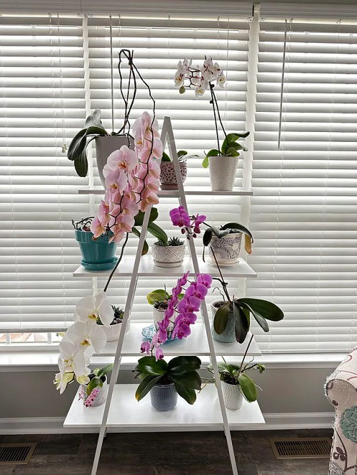 Orchid shelf ideas 3