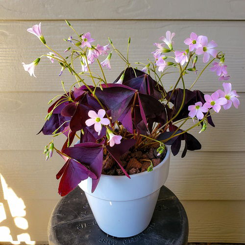 Purple oxalis has delicate Blooms