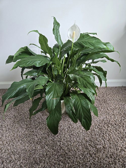 Worst Spots To Place Your Peace Lily 6