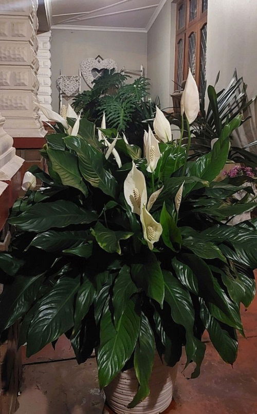 Worst Spots To Place Your Peace Lily 1