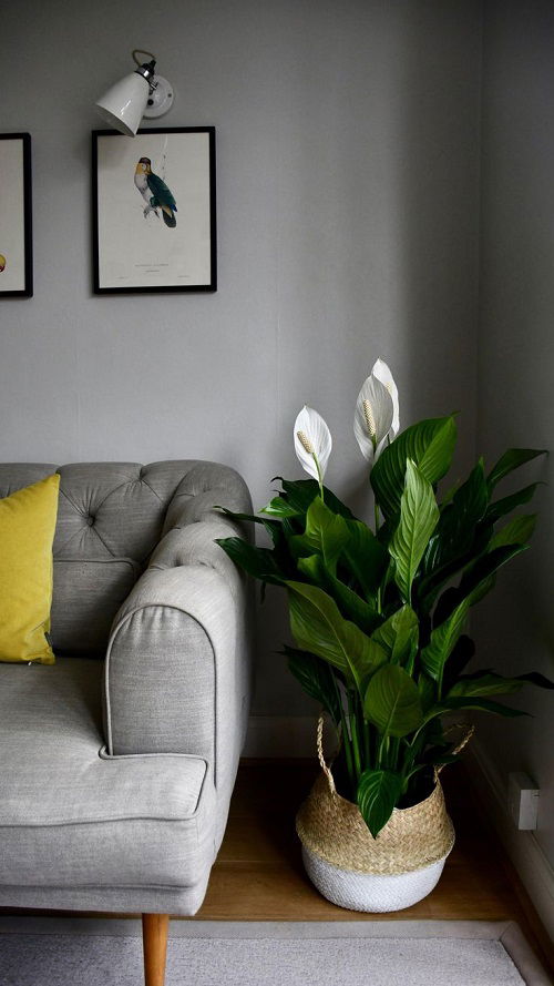 Worst Spots To Place Your Peace Lily 7 