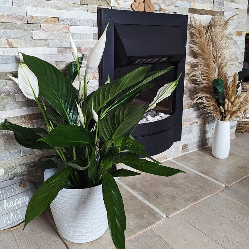 Worst Spots To Place Your Peace Lily 2