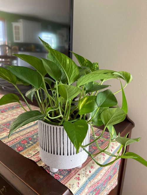  Using a Toothbrush to Boost Pothos Growth 3