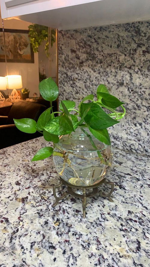  Using a Toothbrush to Boost Pothos Growth 6