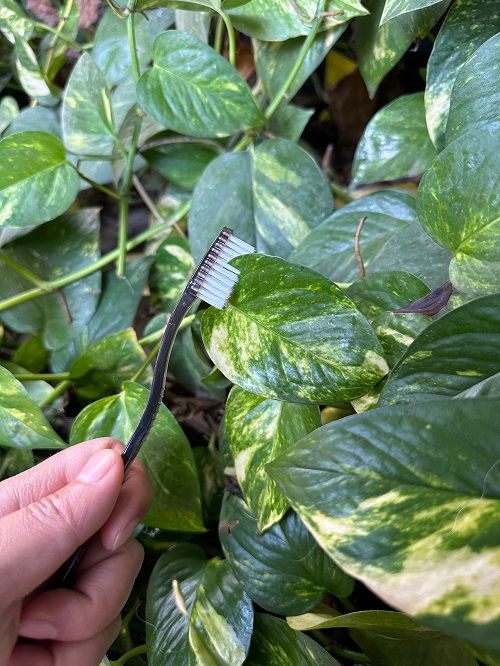  Using a Toothbrush to Boost Pothos Growth 2