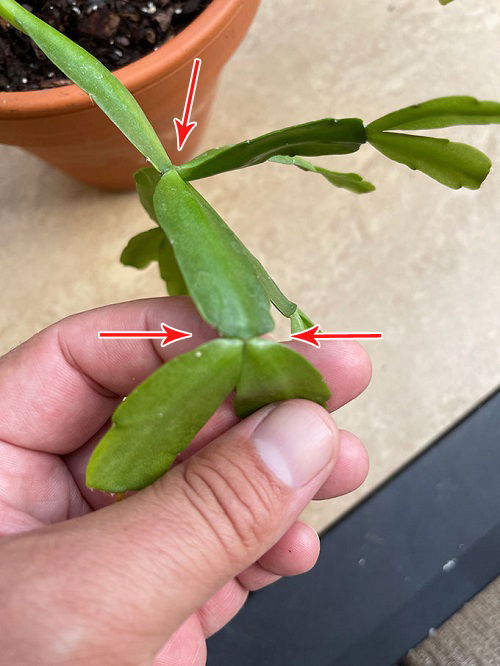 How to Prune Your Christmas Cactus