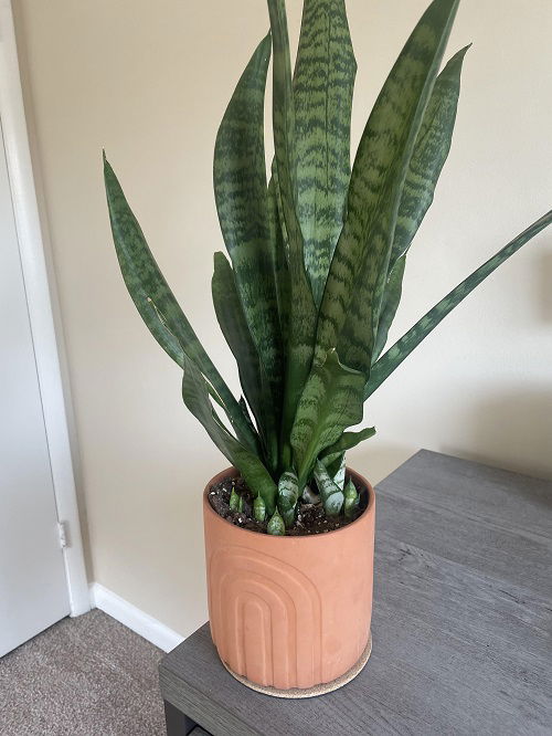 snake plant pups 1