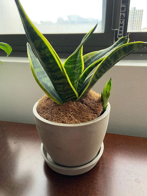 snake plant pups 1